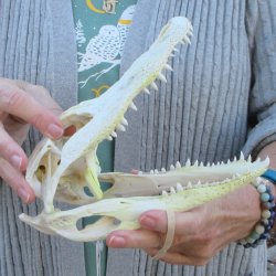 Real Florida Alligator Skull, 9 inches