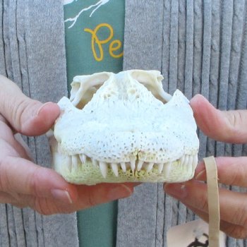 Real Florida Alligator Skull, 9 inches