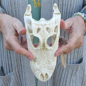 Real Florida Alligator Skull, 9 inches