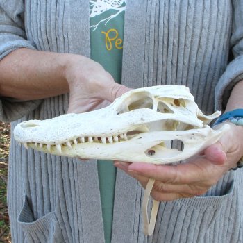 Real Florida Alligator Skull, 9 inches