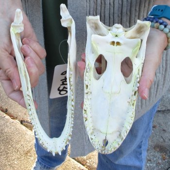 Real Florida Alligator Skull, 9 inches