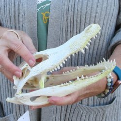 Real Florida Alligator Skull, 9 inches