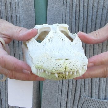 Real Florida Alligator Skull, 9 inches