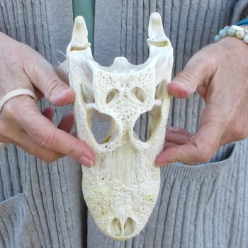 Real Florida Alligator Skull, 9 inches
