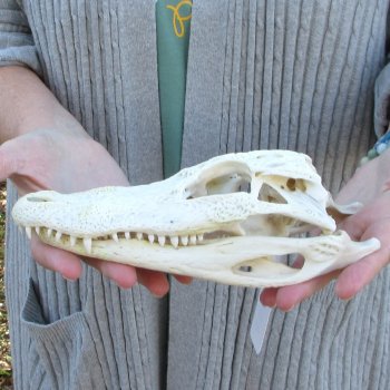 Real Florida Alligator Skull, 9 inches