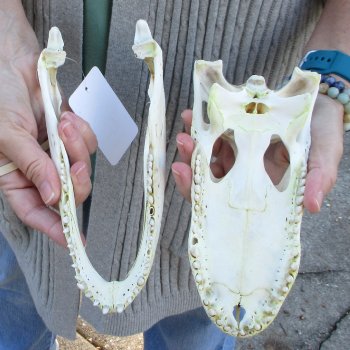 Real Florida Alligator Skull, 9 inches