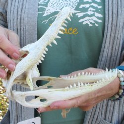 Real Florida Alligator Skull, 8-1/2 inches