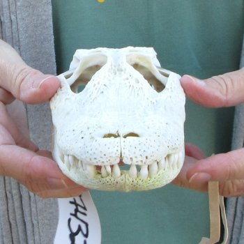 Real Florida Alligator Skull, 8-1/2 inches