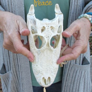 Real Florida Alligator Skull, 8-1/2 inches