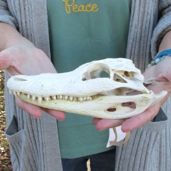 Real Florida Alligator Skull, 8-1/2 inches