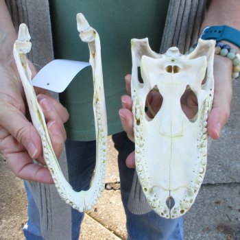 Real Florida Alligator Skull, 8-1/2 inches