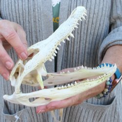 Real Florida Alligator Skull, 8-1/2 inches