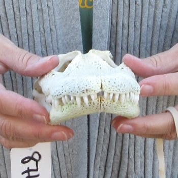 Real Florida Alligator Skull, 8-1/2 inches