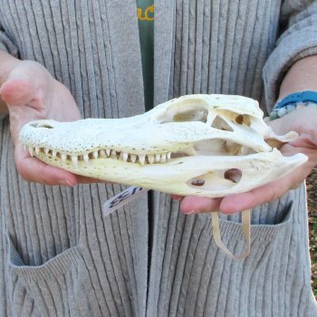 Real Florida Alligator Skull, 8-1/2 inches