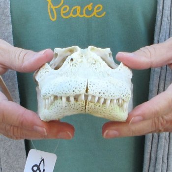 B-Grade Real Florida Alligator Skull, 9 inches