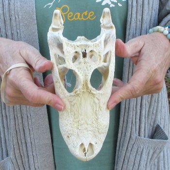 B-Grade Real Florida Alligator Skull, 9 inches
