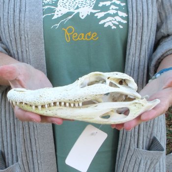 B-Grade Real Florida Alligator Skull, 9 inches