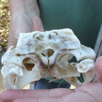 B-Grade Real Florida Alligator Skull, 9 inches