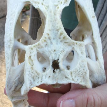 B-Grade Real Florida Alligator Skull, 9 inches