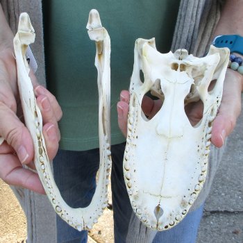 B-Grade Real Florida Alligator Skull, 9 inches