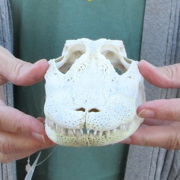 Real Florida Alligator Skull, 8-1/2 inches