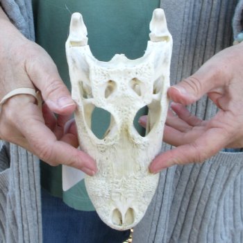 Real Florida Alligator Skull, 8-1/2 inches
