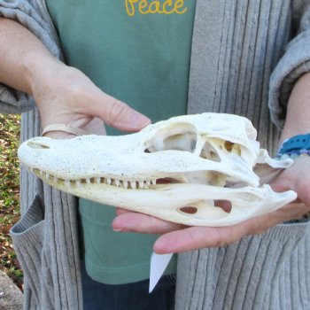 Real Florida Alligator Skull, 8-1/2 inches