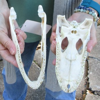 Real Florida Alligator Skull, 8-1/2 inches