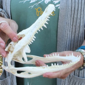 Real Florida Alligator Skull, 8-1/2 inches
