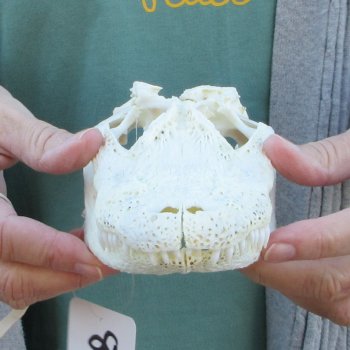 Real Florida Alligator Skull, 8-1/2 inches