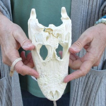 Real Florida Alligator Skull, 8-1/2 inches