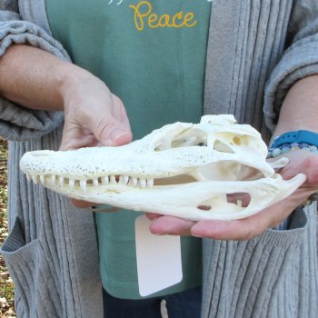 Real Florida Alligator Skull, 8-1/2 inches