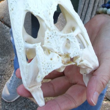Real Florida Alligator Skull, 8-1/2 inches