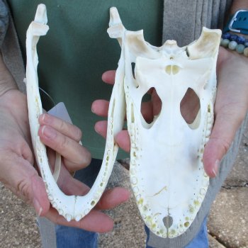 Real Florida Alligator Skull, 8-1/2 inches