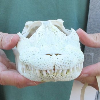 Real Florida Alligator Skull, 9 inches