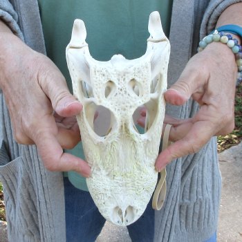 Real Florida Alligator Skull, 9 inches