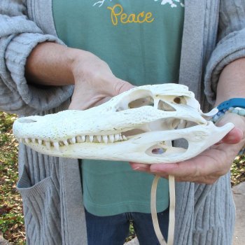 Real Florida Alligator Skull, 9 inches