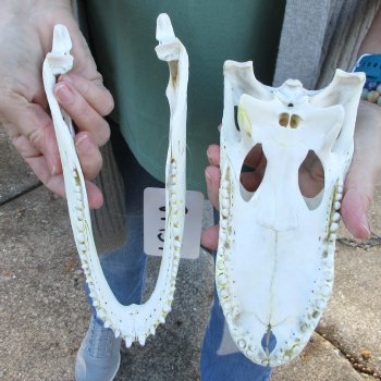 Real Florida Alligator Skull, 9 inches