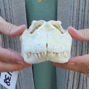 Real Florida Alligator Skull, 9 inches