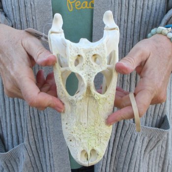 Real Florida Alligator Skull, 9 inches