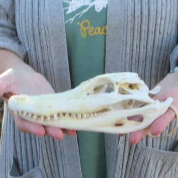 Real Florida Alligator Skull, 9 inches