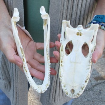 Real Florida Alligator Skull, 9 inches