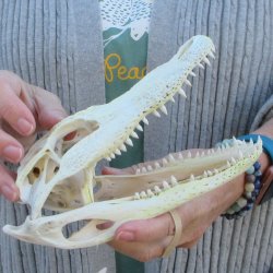 Real Florida Alligator Skull, 8-1/2 inches