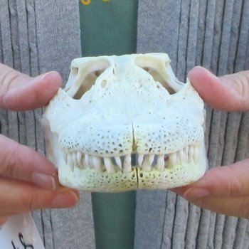 Real Florida Alligator Skull, 8-1/2 inches