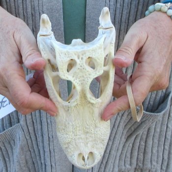 Real Florida Alligator Skull, 8-1/2 inches