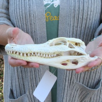 Real Florida Alligator Skull, 8-1/2 inches
