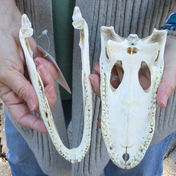 Real Florida Alligator Skull, 8-1/2 inches