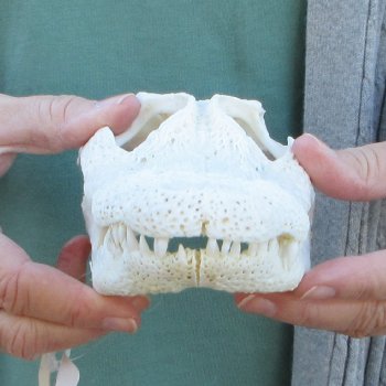 Real Florida Alligator Skull, 9 inches