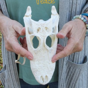 Real Florida Alligator Skull, 9 inches