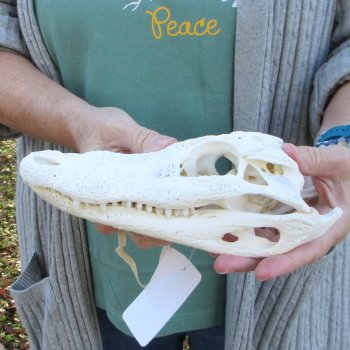 Real Florida Alligator Skull, 9 inches